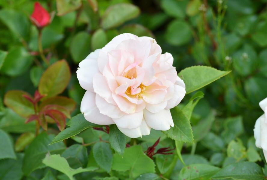 Růže mnohokvětá Kordes 'Lion's Rose' - Rosa MK 'Lion's Rose'