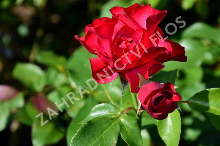 Růže mnohokvětá 'Crimson Meidiland' - Rosa MK 'Crimson Meidiland'