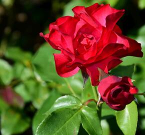 Růže mnohokvětá 'Crimson Meidiland' - Rosa MK 'Crimson Meidiland'