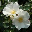 Růže mnohokvětá Kordes 'Escimo' - Rosa MK 'Escimo'