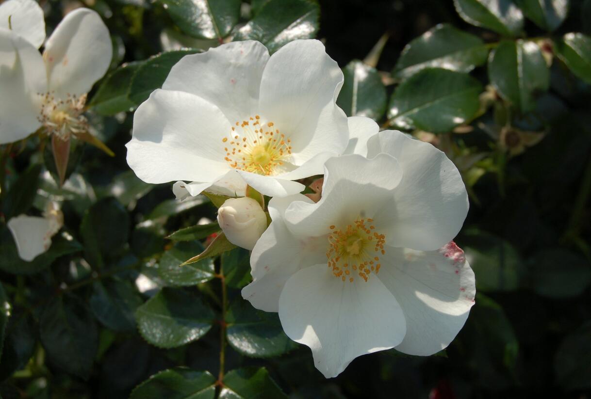 Růže mnohokvětá Kordes 'Escimo' - Rosa MK 'Escimo'