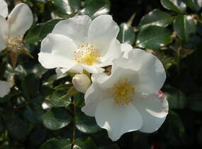 Růže mnohokvětá Kordes 'Escimo' - Rosa MK 'Escimo'