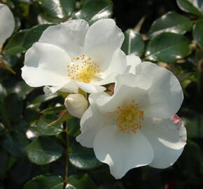 Růže mnohokvětá Kordes 'Escimo' - Rosa MK 'Escimo'