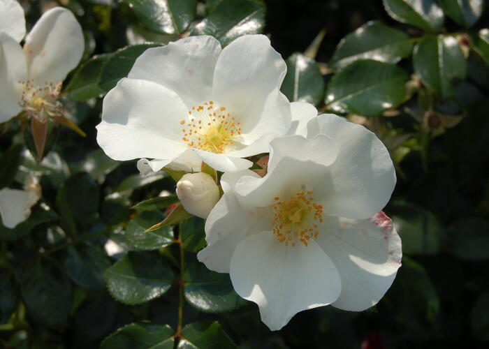 Růže mnohokvětá Kordes 'Escimo' - Rosa MK 'Escimo'