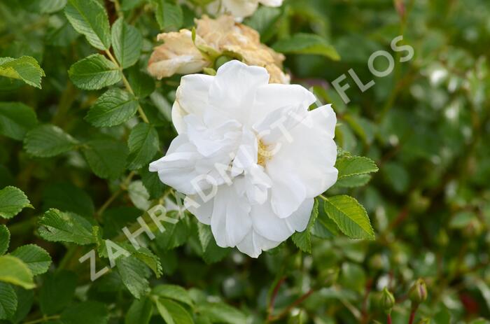 Růže svraskalá 'Blanc Double de Coubert' - Rosa rugosa 'Blanc Double de Coubert'