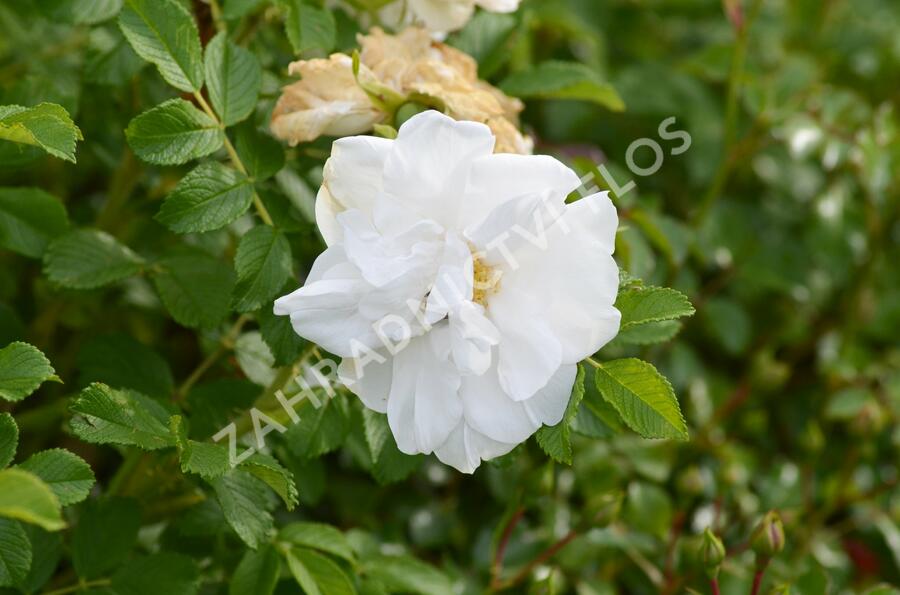 Růže svraskalá 'Blanc Double de Coubert' - Rosa rugosa 'Blanc Double de Coubert'