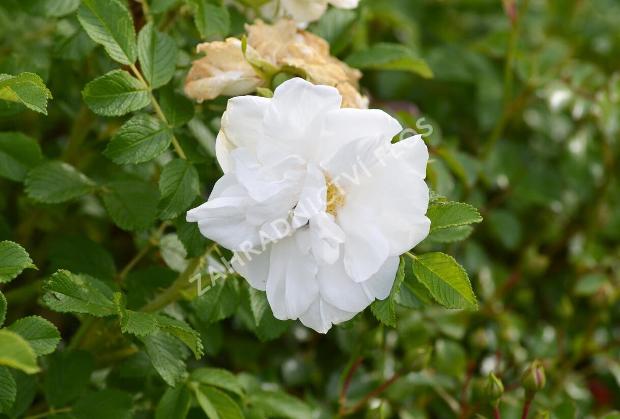 Růže svraskalá 'Blanc Double de Coubert' - Rosa rugosa 'Blanc Double de Coubert'