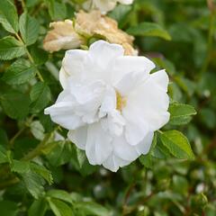 Růže svraskalá 'Blanc Double de Coubert' - Rosa rugosa 'Blanc Double de Coubert'