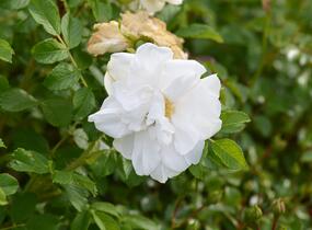 Růže svraskalá 'Blanc Double de Coubert' - Rosa rugosa 'Blanc Double de Coubert'