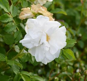 Růže svraskalá 'Blanc Double de Coubert' - Rosa rugosa 'Blanc Double de Coubert'