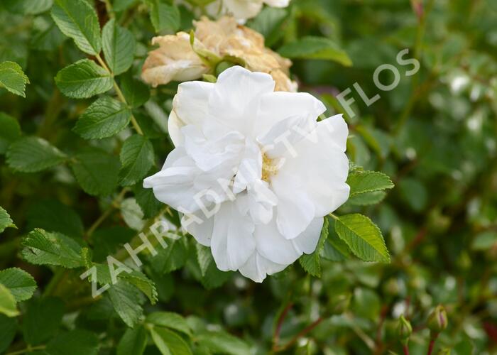 Růže svraskalá 'Blanc Double de Coubert' - Rosa rugosa 'Blanc Double de Coubert'