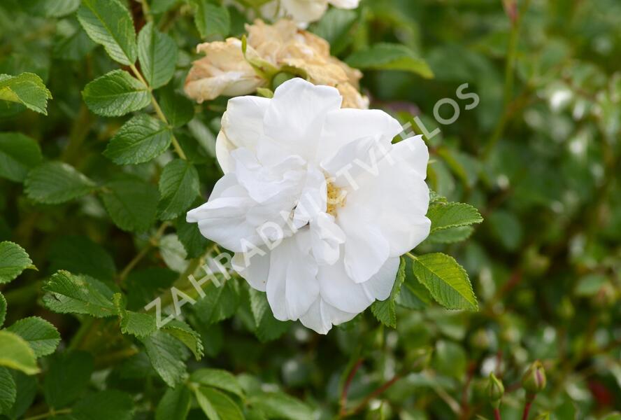 Růže svraskalá 'Blanc Double de Coubert' - Rosa rugosa 'Blanc Double de Coubert'