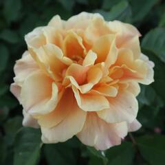 Růže mnohokvětá Kordes 'Caramella' - Rosa MK 'Caramella'