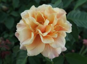 Růže mnohokvětá Kordes 'Caramella' - Rosa MK 'Caramella'