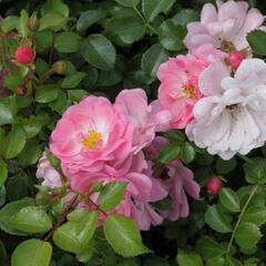 Růže mnohokvětá Tantau 'Satina' - Rosa MK 'Satina'