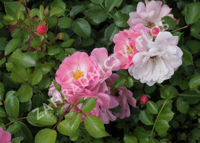 Růže mnohokvětá Tantau 'Satina' - Rosa MK 'Satina'