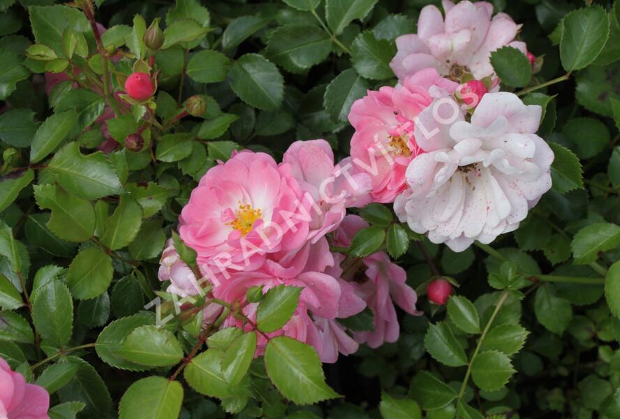 Růže mnohokvětá Tantau 'Satina' - Rosa MK 'Satina'