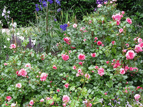Růže mnohokvětá Meilland 'Pink Swany' - Rosa MK 'Pink Swany ...