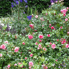 Růže mnohokvětá Meilland 'Pink Swany' - Rosa MK 'Pink Swany'