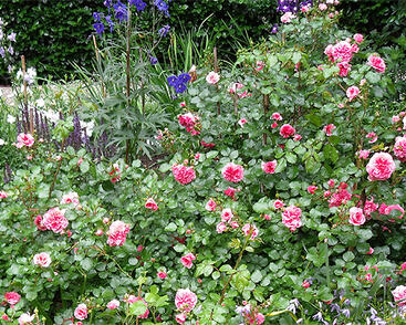 Růže mnohokvětá Meilland 'Pink Swany'