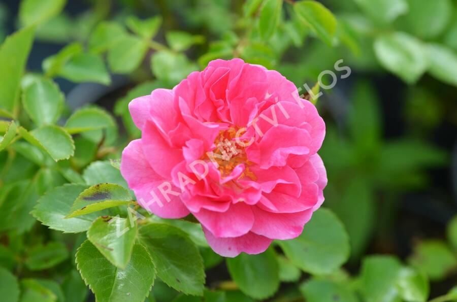 Růže mnohokvětá Meilland 'Lovely Meidiland' - Rosa MK 'Lovely Meidiland'