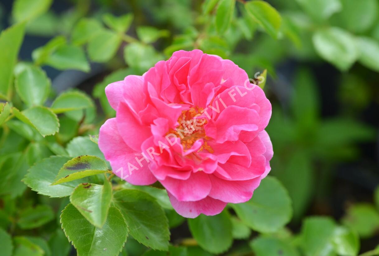 Růže mnohokvětá Meilland 'Lovely Meidiland' - Rosa MK 'Lovely Meidiland'