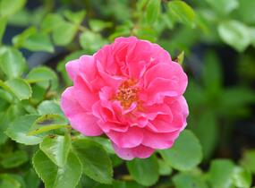 Růže mnohokvětá Meilland 'Lovely Meidiland' - Rosa MK 'Lovely Meidiland'