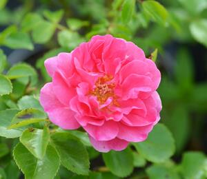 Růže mnohokvětá 'Lovely Meidiland' - Rosa MK 'Lovely Meidiland'