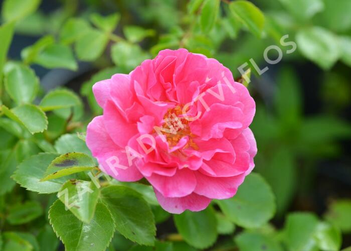 Růže mnohokvětá Meilland 'Lovely Meidiland' - Rosa MK 'Lovely Meidiland'