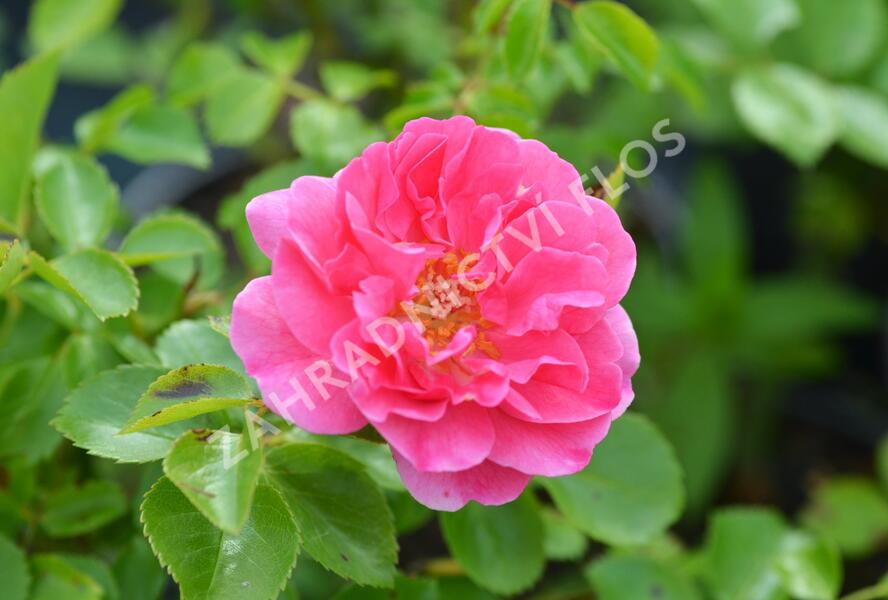 Růže mnohokvětá Meilland 'Lovely Meidiland' - Rosa MK 'Lovely Meidiland'