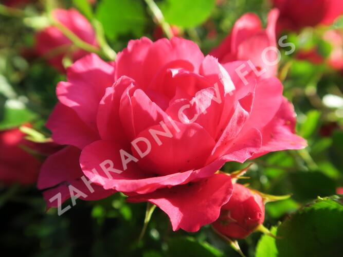 Růže mnohokvětá Tantau 'Rody' - Rosa MK 'Rody'