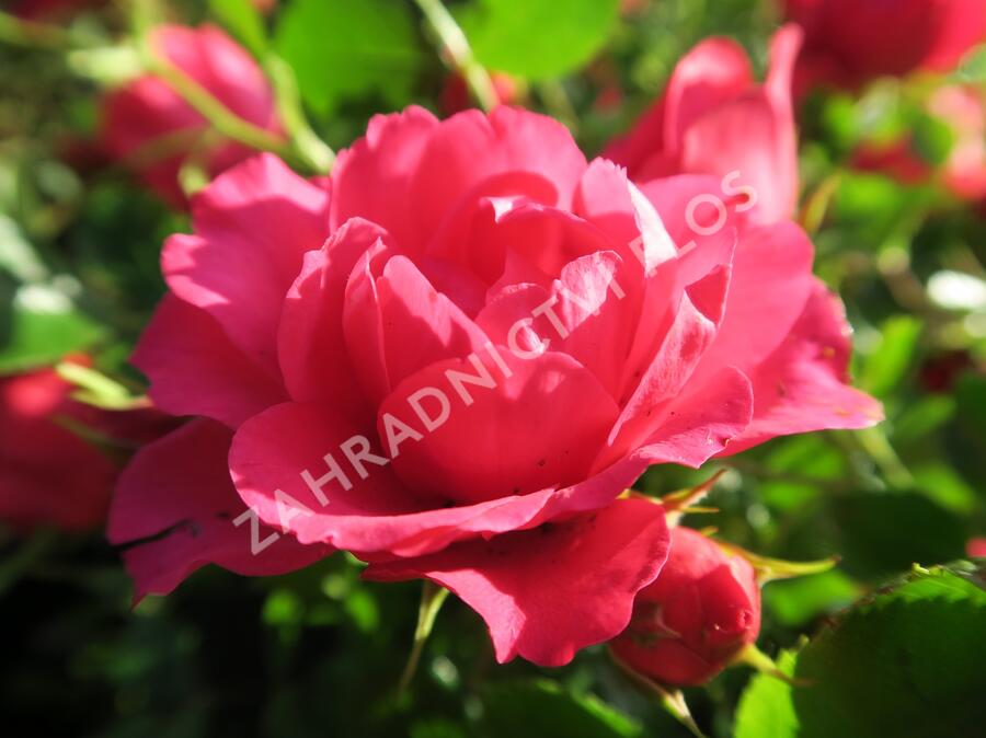 Růže mnohokvětá Tantau 'Rody' - Rosa MK 'Rody'