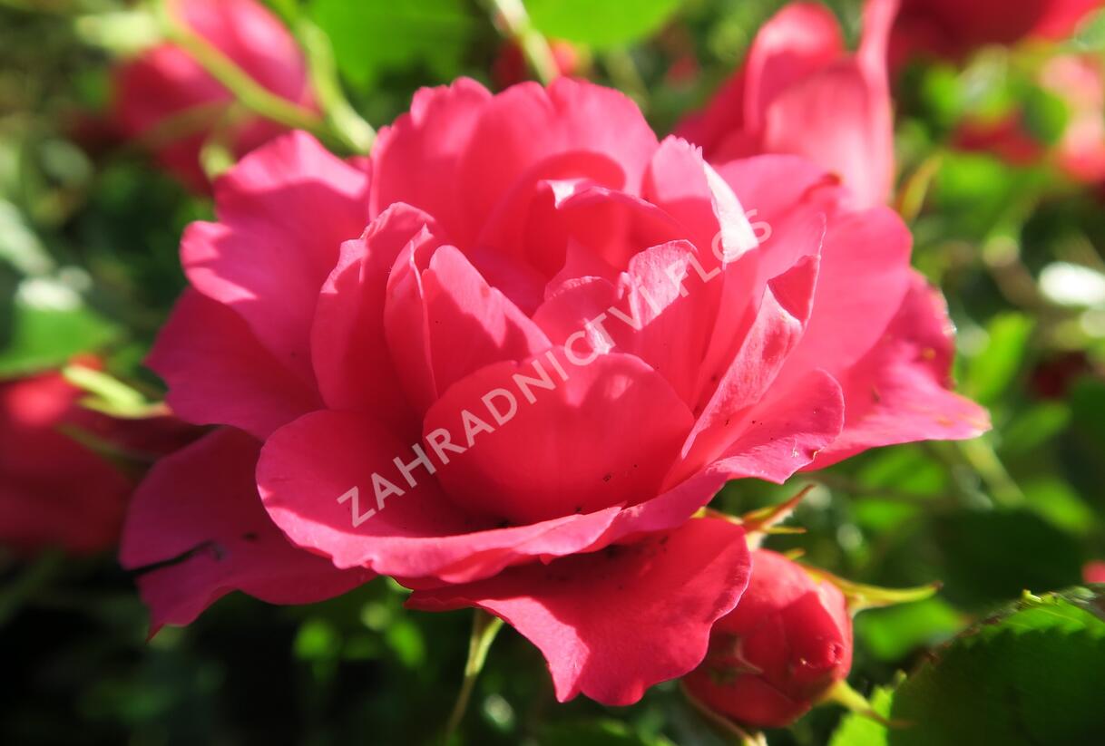 Růže mnohokvětá Tantau 'Rody' - Rosa MK 'Rody'