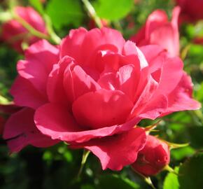 Růže mnohokvětá Tantau 'Rody' - Rosa MK 'Rody'