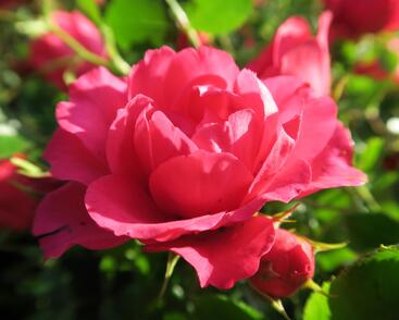 Růže mnohokvětá Tantau 'Rody'