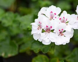 Muškát, pelargonie převislá plnokvětá 'Corriente Luna'