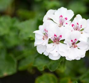 Muškát, pelargonie převislá plnokvětá 'Corriente Luna' - Pelargonium peltatum 'Corriente Luna'