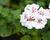 Muškát, pelargonie převislá plnokvětá 'Corriente Luna'