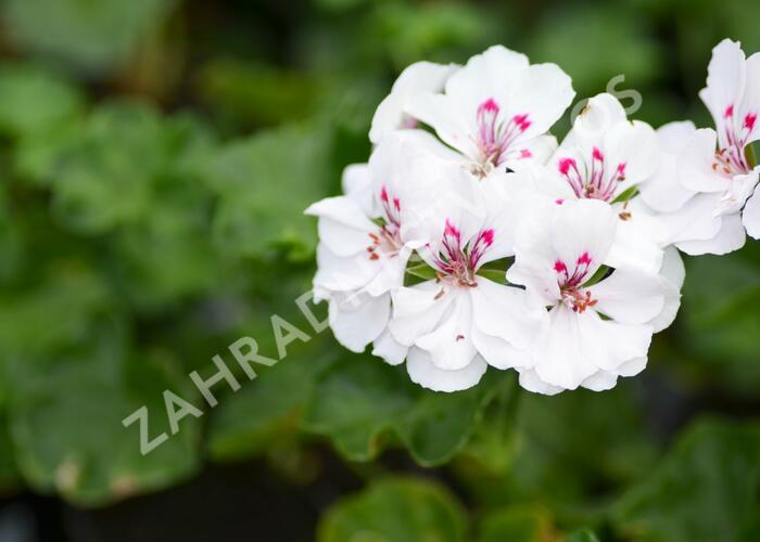 Muškát, pelargonie převislá plnokvětá 'Corriente Luna' - Pelargonium peltatum 'Corriente Luna'