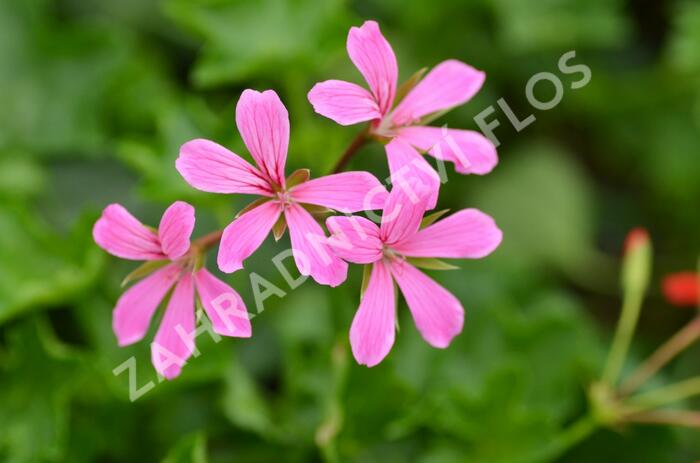 Muškát, pelargonie převislá jednoduchá 'Cascade Lila' - Pelargonium peltatum 'Cascade Lila'