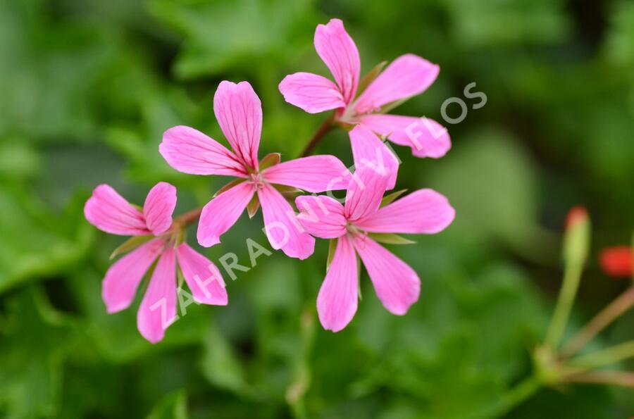 Muškát, pelargonie převislá jednoduchá 'Cascade Lila' - Pelargonium peltatum 'Cascade Lila'