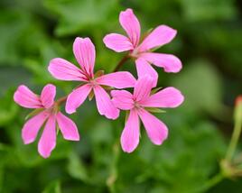 Muškát, pelargonie převislá jednoduchá 'Cascade Lila'