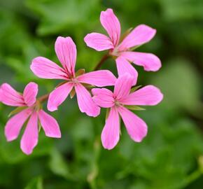 Muškát, pelargonie převislá jednoduchá 'Cascade Lila' - Pelargonium peltatum 'Cascade Lila'