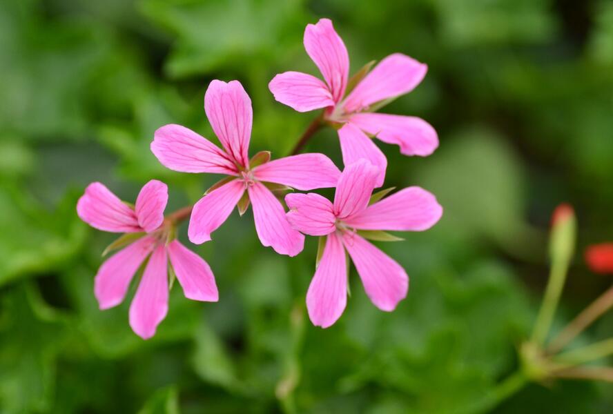 Muškát, pelargonie převislá jednoduchá 'Cascade Lila' - Pelargonium peltatum 'Cascade Lila'