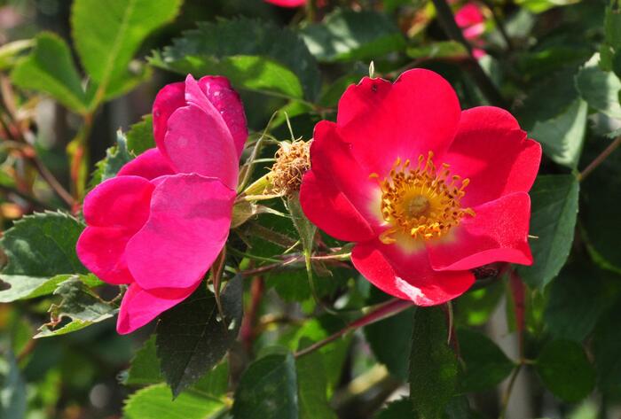 Růže šípková 'Kiese' - Rosa canina 'Kiese'