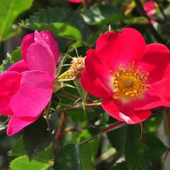 Růže šípková 'Kiese' - Rosa canina 'Kiese'