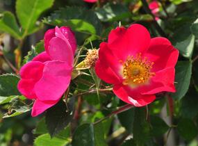 Růže šípková 'Kiese' - Rosa canina 'Kiese'