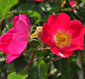 Růže šípková 'Kiese' - Rosa canina 'Kiese'