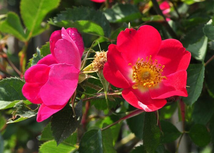 Růže šípková 'Kiese' - Rosa canina 'Kiese'