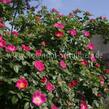 Růže šípková 'Kiese' - Rosa canina 'Kiese'
